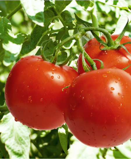 Mother’s Day Mistake and the Serendipity of George and the Dragon’s Tomato Seedlings.